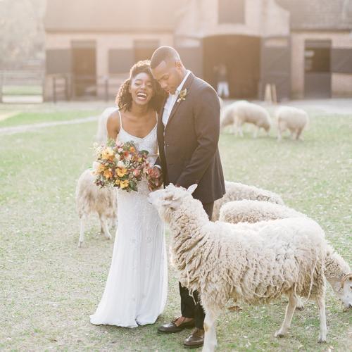 Sheep in Wedding Dress