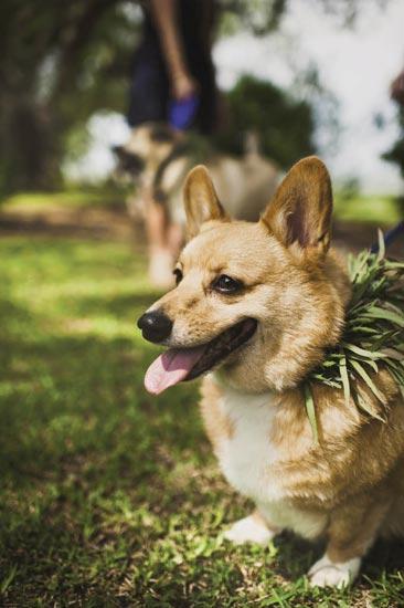 PUPPY LOVE: Furry friends Moose (Sarah&#039;s rescue doggie) and Rusty (Jamie&#039;s Pembroke Corgi) were decked out in wreaths by Lotus Flower.