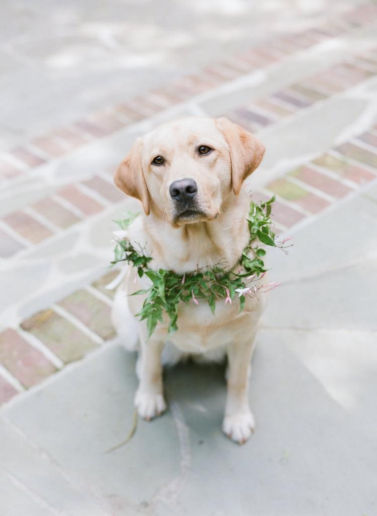 Pup&#039;s collar by Gathering Floral + Event Design. Photograph by Corbin Gurkin.
