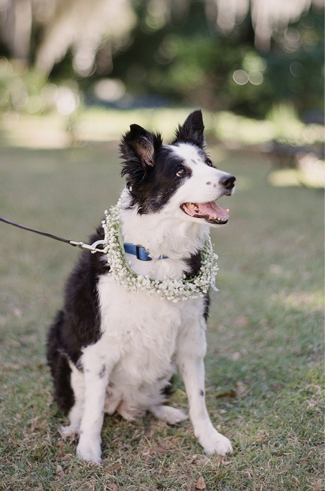 Even Lucy, Matthew’s 15-year-old border collie, wore baby’s breath.
