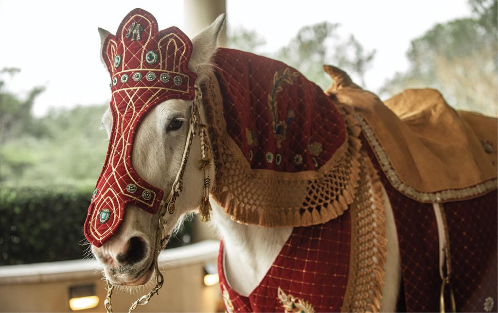 The groom rode a festooned horse for his procession, called a baraat.