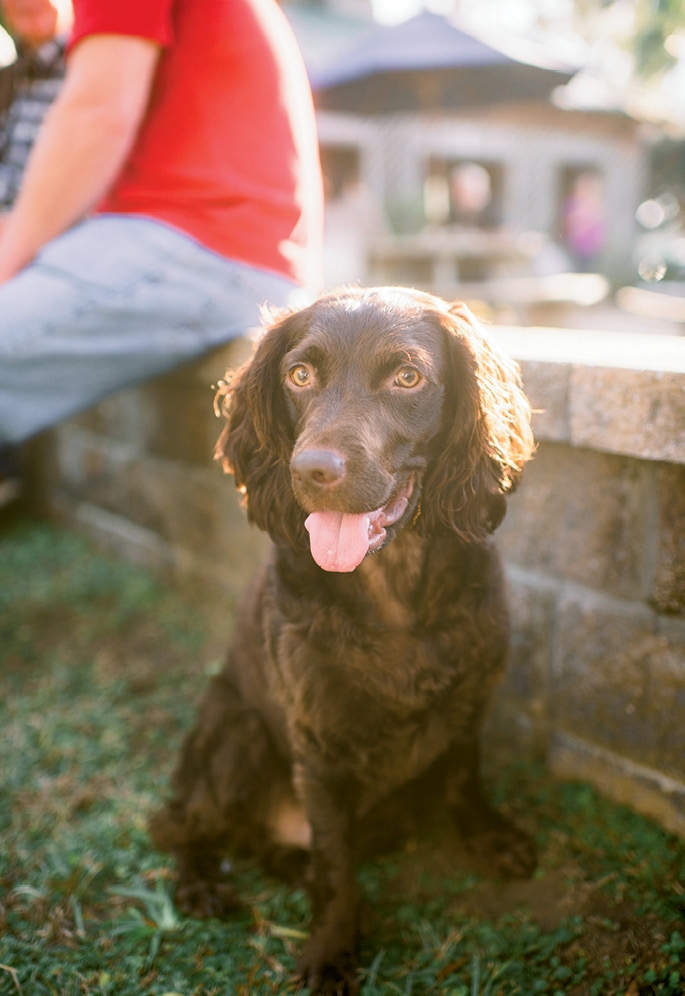Abe, the new family’s Boykin Spaniel. (Photo by Tim Will)